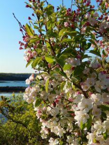 Finalist_Apple Blossoms_June Eiesland