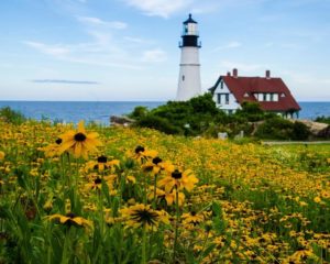 Finalist_Field of Flowers and Lighthouse_Megan Wakefield