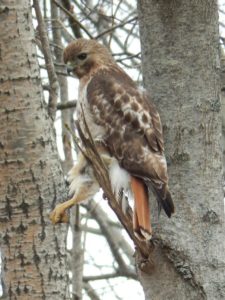 Finalist_Red Tailed Hawk_June Eiesland