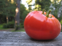 tomato