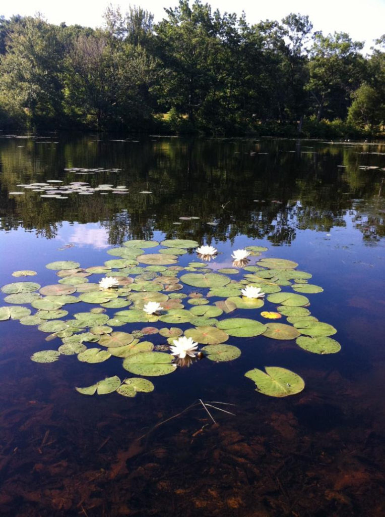 Robinson Woods III; pond with lily pads 