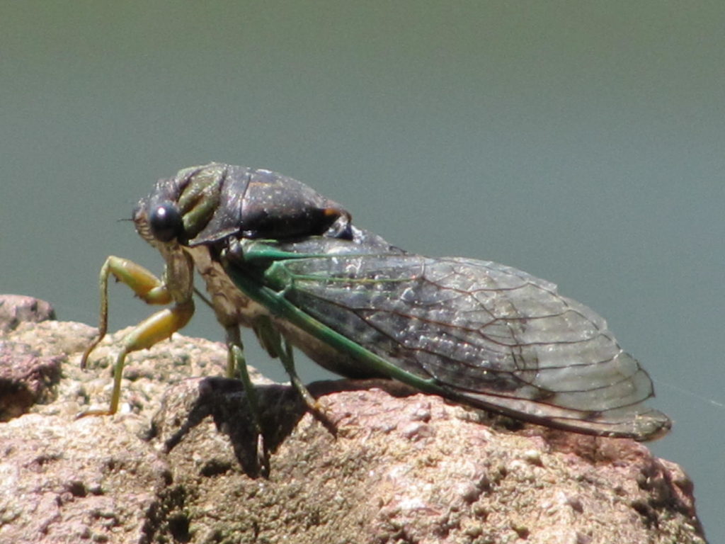 This image has an empty alt attribute; its file name is Cicada-by-geopungo-CC-BY-2.0-1024x768.jpg