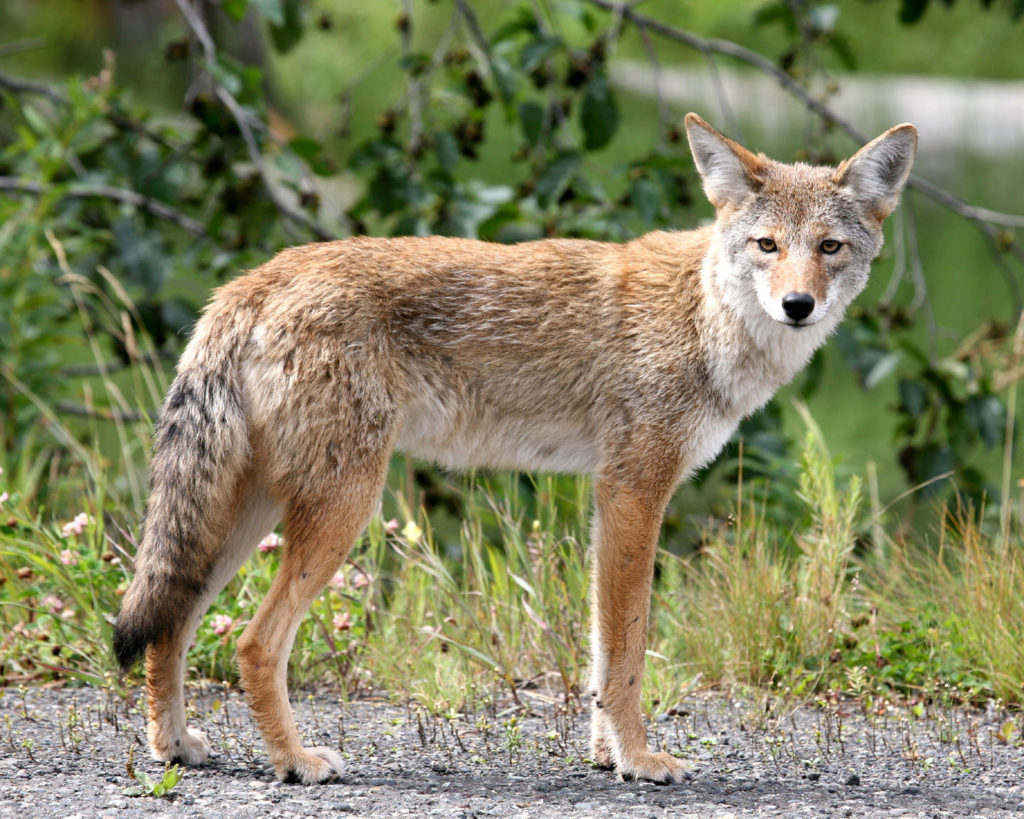 Hunting Only Coyotes Large / Charcoal