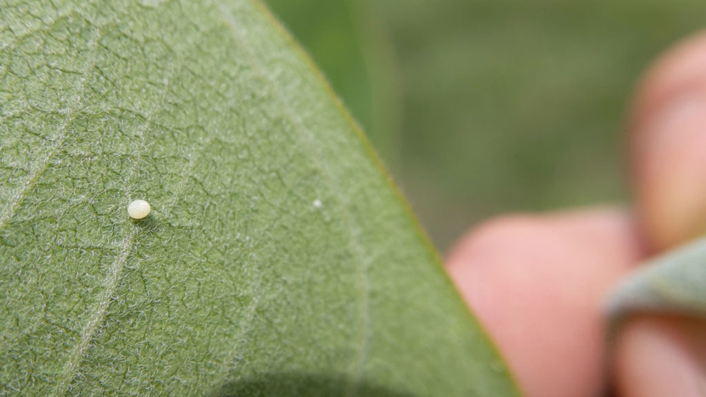 Creature Feature: It's Monarch Butterfly Season! - Cape Elizabeth Land ...