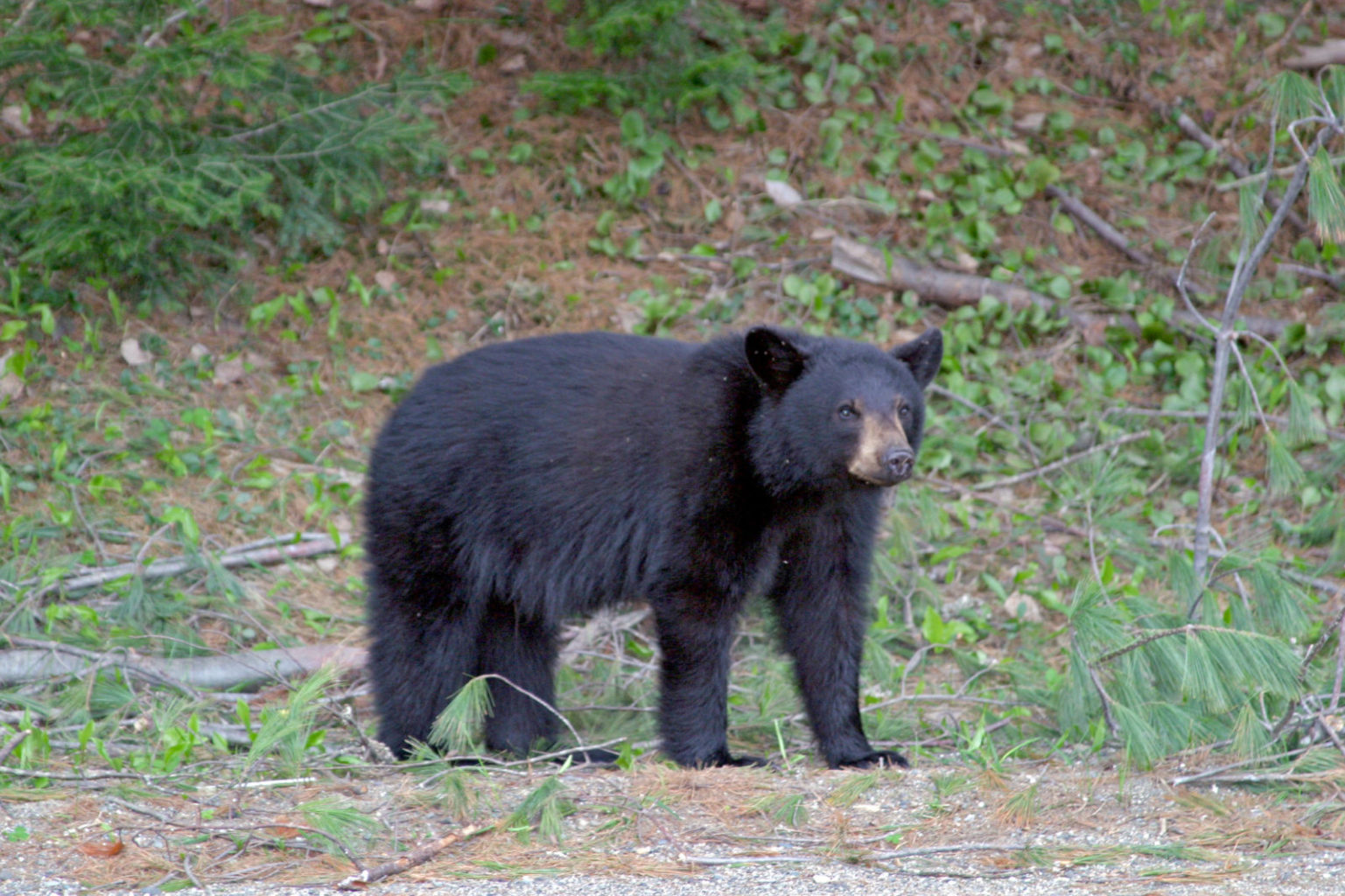 Maine Black Bears Establish Themselves as CAA Favorites with