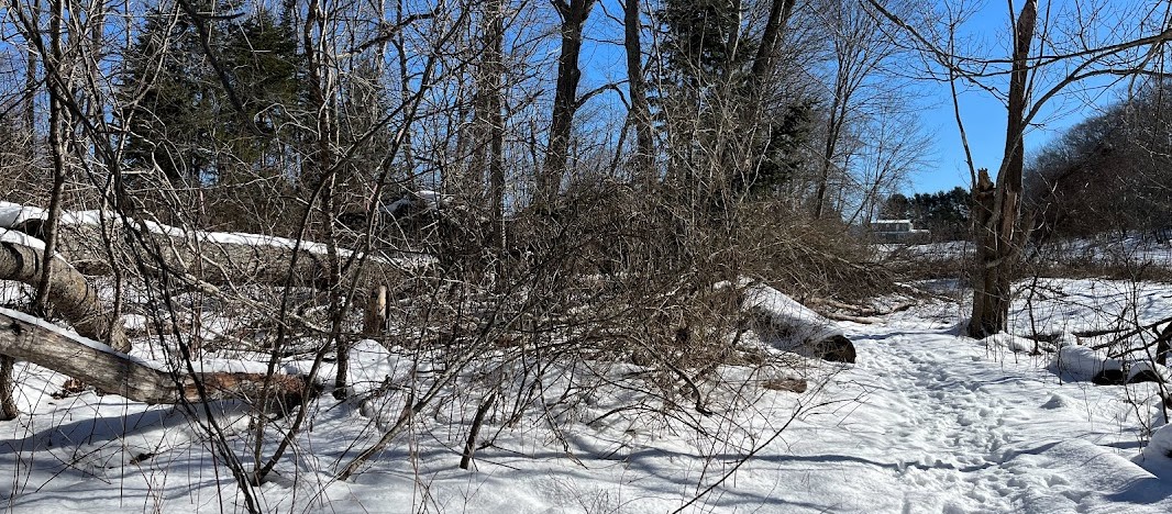 Great Pond I invasive bramble