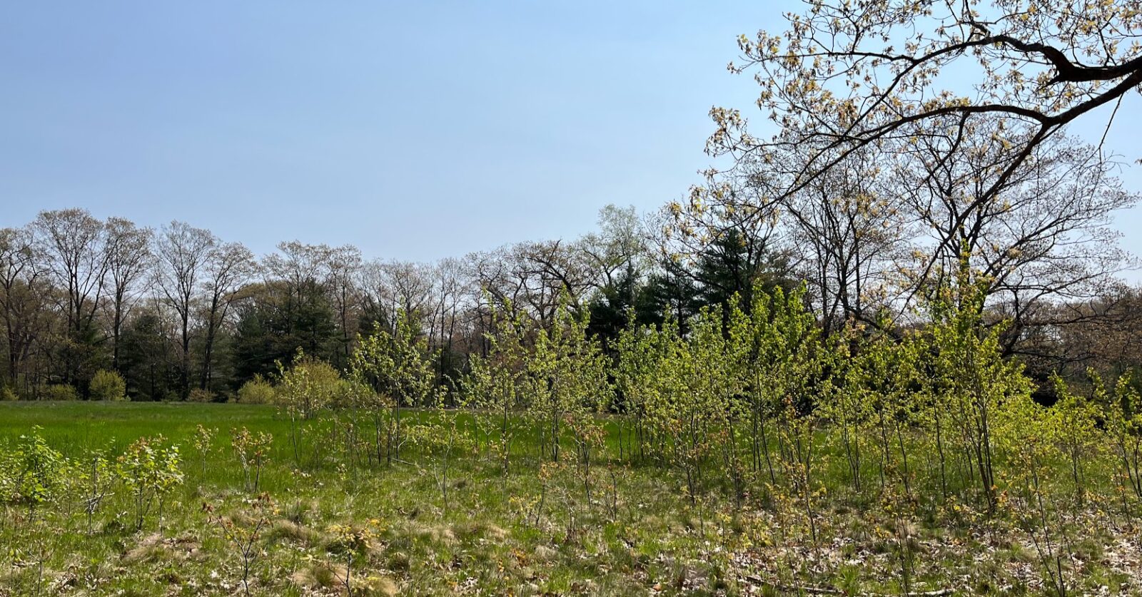 Field at Robinson Woods