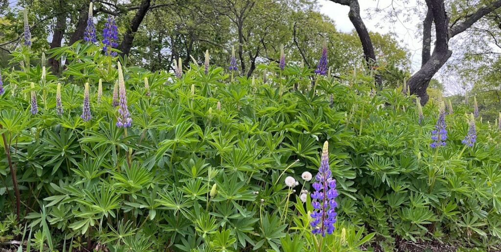 Bigleaf Lupines