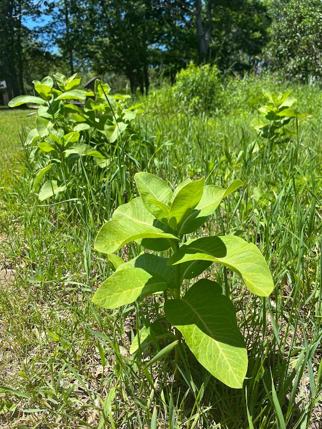 Milkweed at Turkey Hill Farm