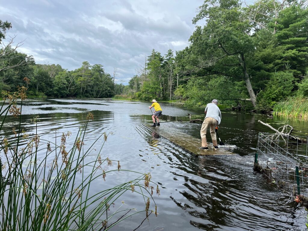 Paddling the bridge across the pond