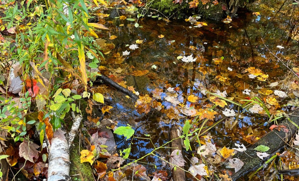 Water next to Robinson Woods' outer loop trail