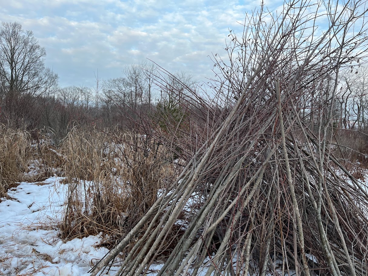 Pile of sticks and brush in the snow